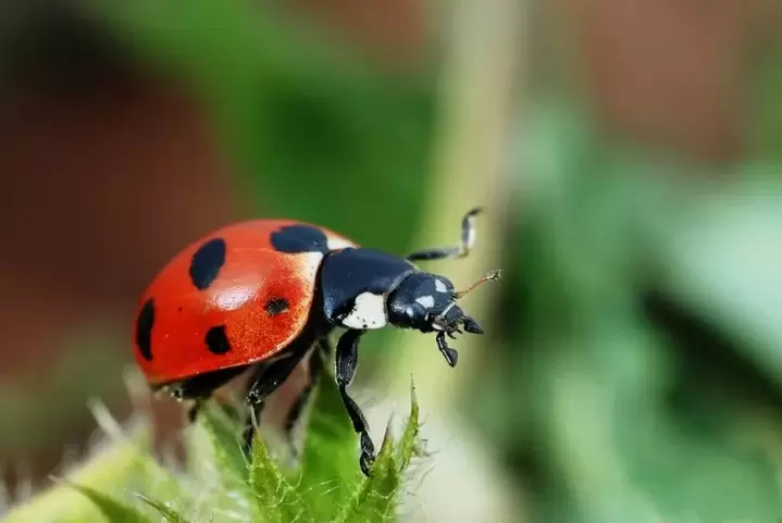 amulet za srečo-ladybug